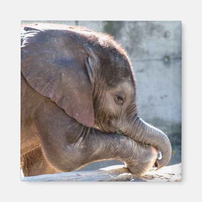 Íman Baby Elephant (Frente)