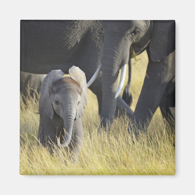 Íman Baby Elephant (Frente)
