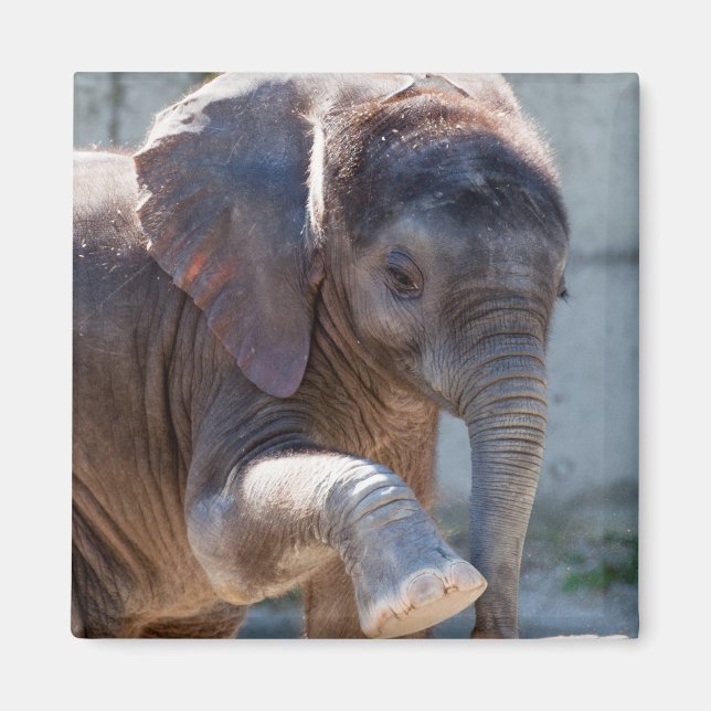 Íman Baby Elephant (Frente)