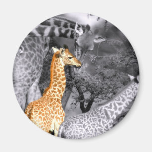 Íman Baby Giraffe