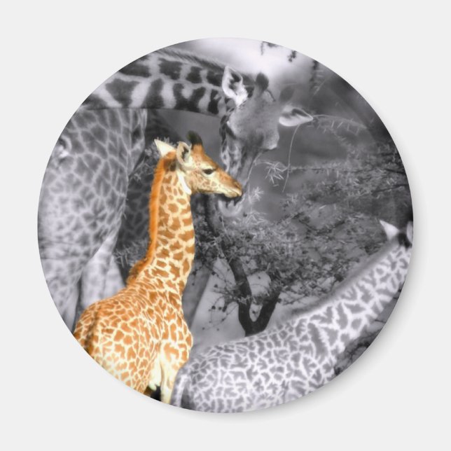 Íman Baby Giraffe (Frente)