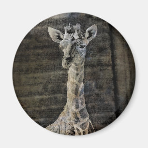 Íman Baby Giraffe