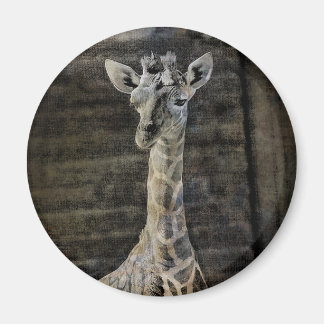 Íman Baby Giraffe