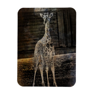 Íman Baby Giraffe