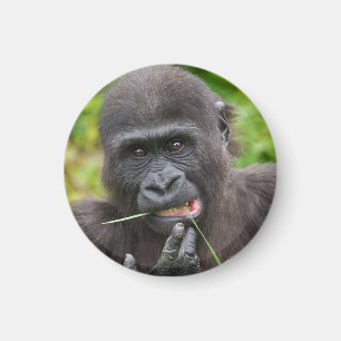 Íman Baby Gorilla Cuteness