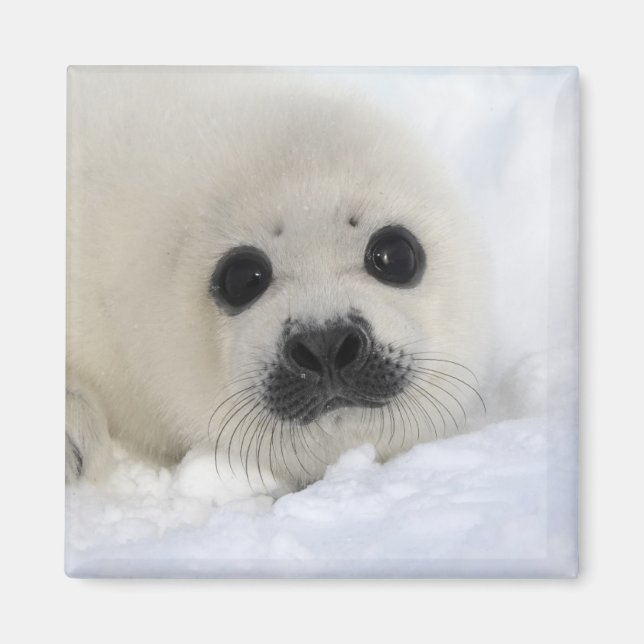 Íman Baby Harp Seal (Frente)