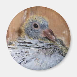 Íman Baby Homing Pigeon Magnet