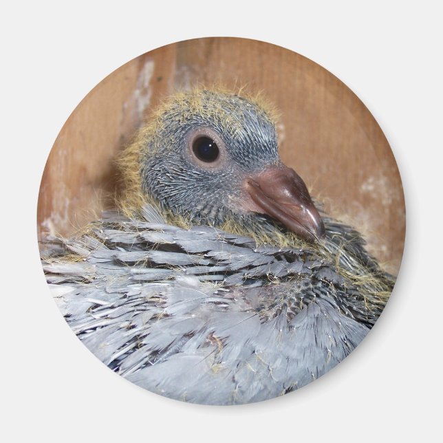 Íman Baby Homing Pigeon Magnet (Frente)