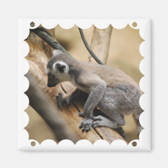 Íman Baby Lemur Magnet (Frente)