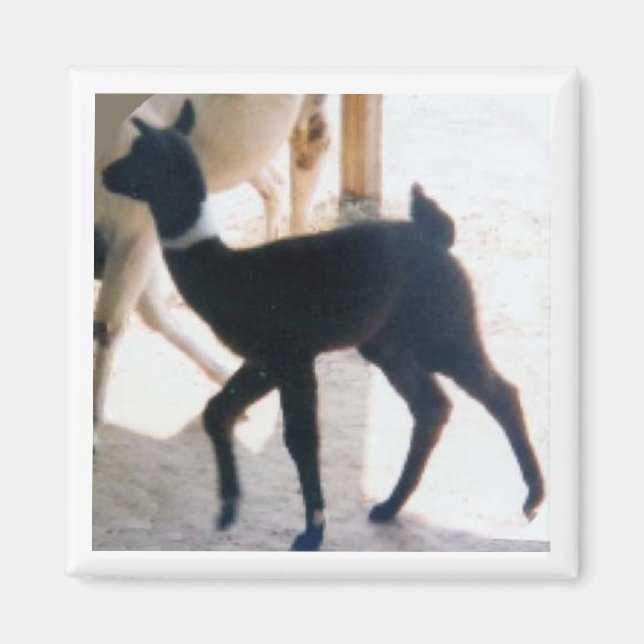 ÍMAN BABY LLAMA (Frente)