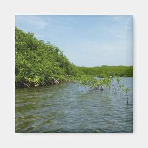 Íman Baby Mangrove Trees Caribe Natureza