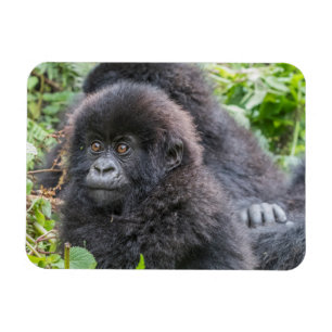 Íman Baby Mountain Gorilla