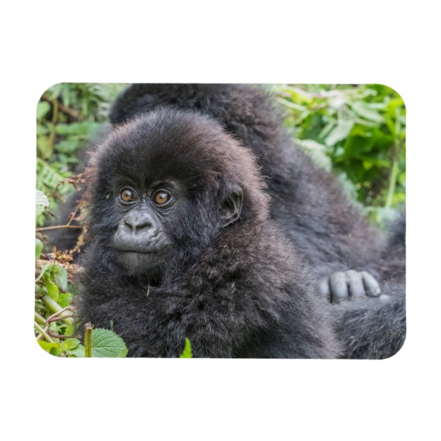 Íman Baby Mountain Gorilla (Horizontal)