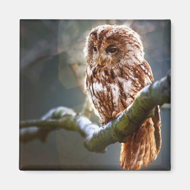 Íman Baby Owl (Frente)
