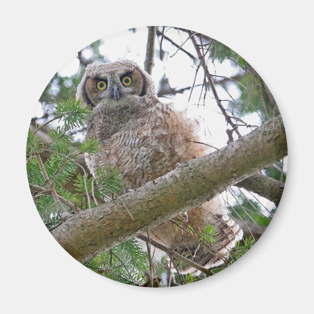 Íman Baby Owl Staring (Frente)