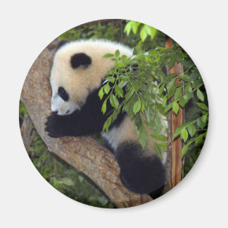 Íman baby-panda3-10x10