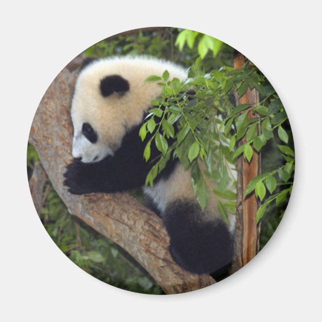 Íman baby-panda3-10x10 (Frente)