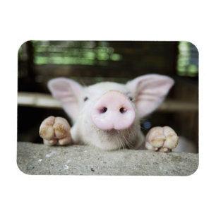 Íman Baby Pig in Caneta,