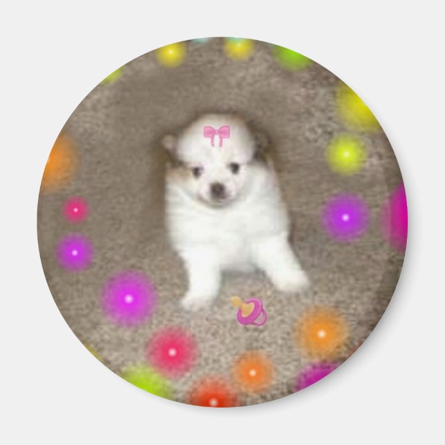 Íman Baby Pomeranian Magnet (Frente)