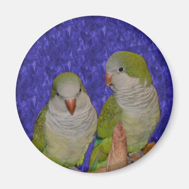 Íman Baby Quaker Parrot Pair Magnet (Frente)