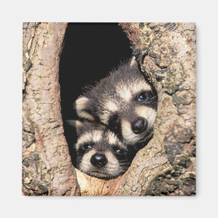 Íman Baby Raccoons saindo da árvore