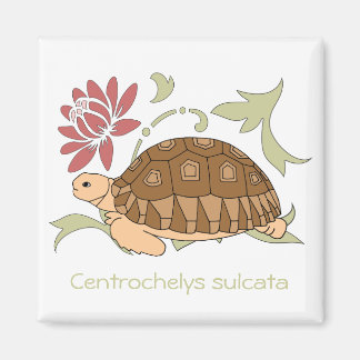Íman Baby Sulcata Tortoise Magnet (floral)