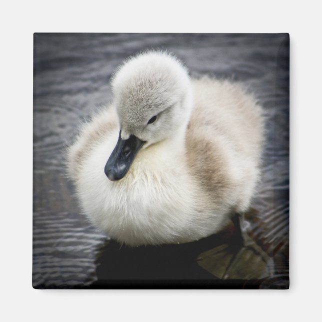 Íman Baby Swan | Cygnet (Frente)