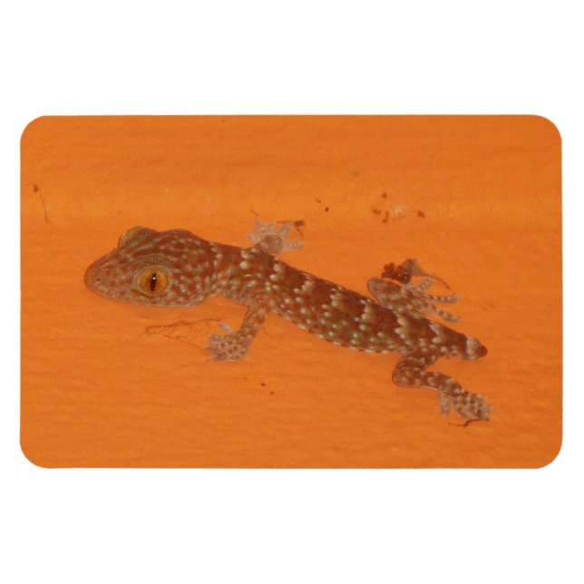 Íman Baby Tokay Gecko (Horizontal)