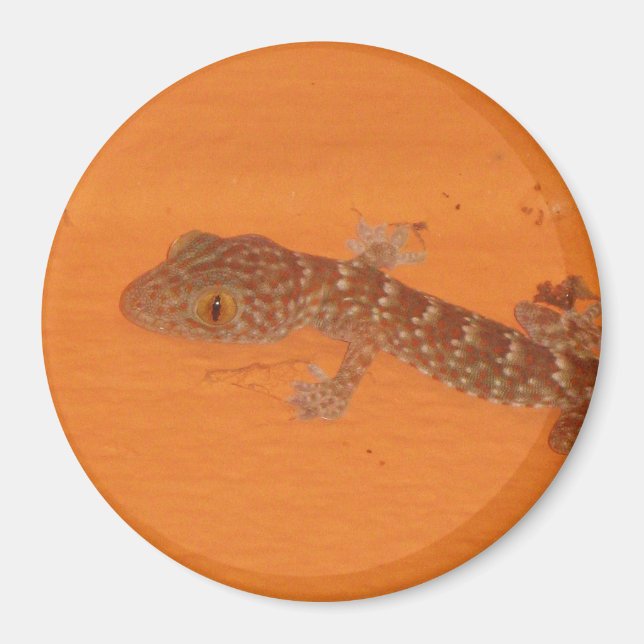Íman Baby Tokay Gecko (Frente)