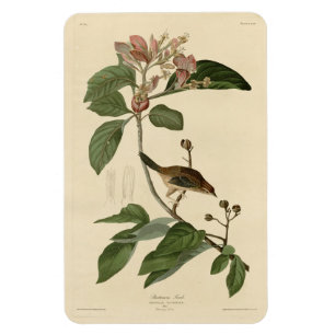 Íman Bachman's Finch (Sparrow) Audubon Birds of America