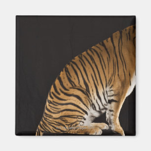 Íman Back-end do tigre que senta-se na plataforma