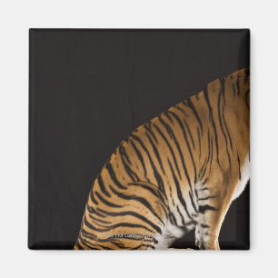 Íman Back-end do tigre que senta-se na plataforma