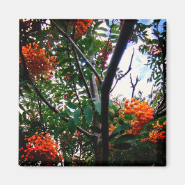 Íman Bagas de laranja