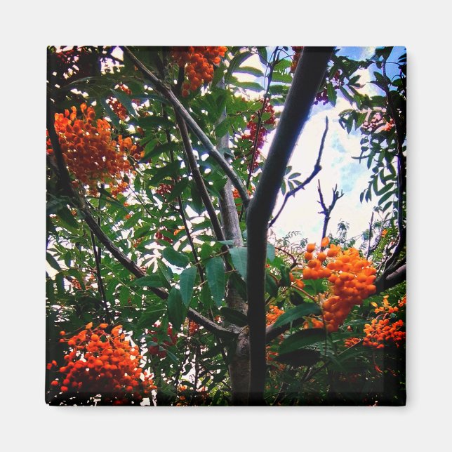 Íman Bagas de laranja (Frente)