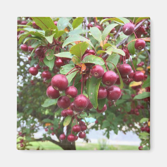 Íman bagas vermelhas (Frente)