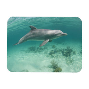 Íman Bahamas, Ilha de Grand Bahama, Freeport, Cativo 6