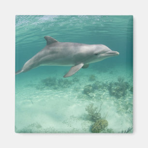 Íman Bahamas, Ilha de Grand Bahama, Freeport, Cativo 6