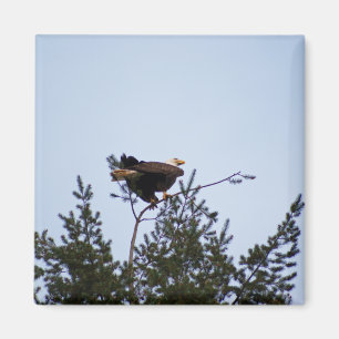 Íman Bald Eagle