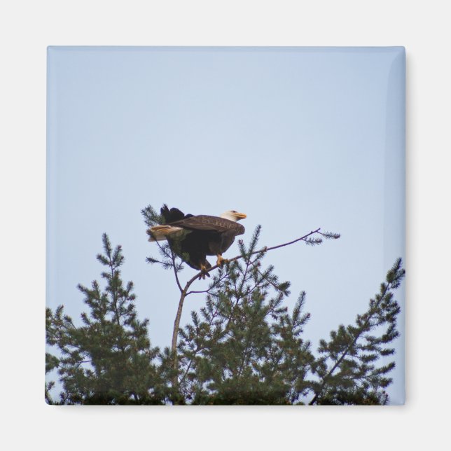 Íman Bald Eagle (Frente)