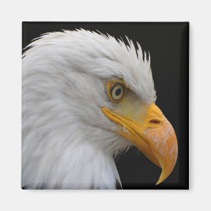 Íman Bald Eagle