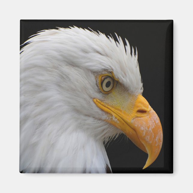 Íman Bald Eagle (Frente)