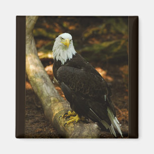 Íman Bald Eagle