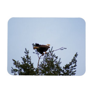 Íman Bald Eagle