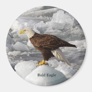 Íman Bald Eagle
