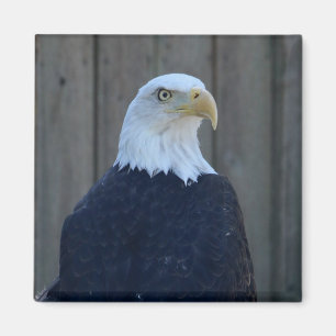 Íman Bald Eagle