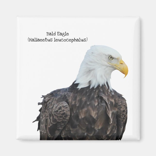 Íman Bald Eagle (Frente)