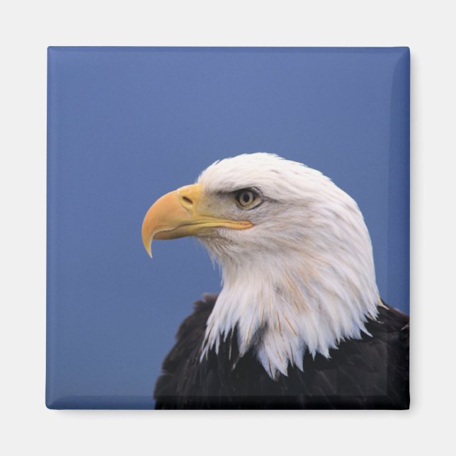Íman Bald Eagle (Frente)