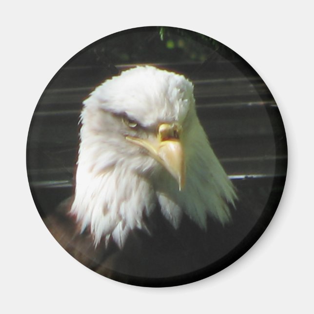 Íman Bald Eagle (Frente)