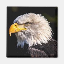Íman Bald Eagle