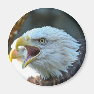 Íman Bald Eagle